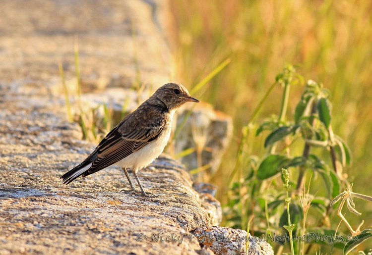 WildLife Photos of Birds, Wheatears & others, Pied Wheatear, Oenanthe pleschanka